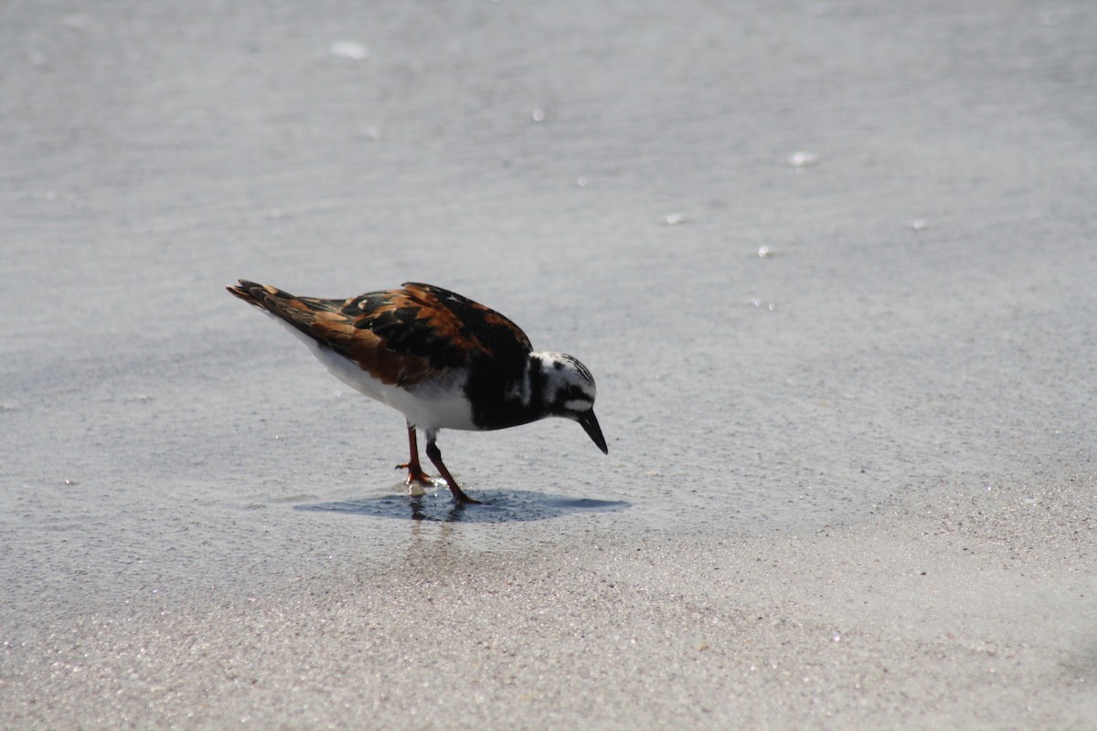 Ruddy Turnstone - ML445938101