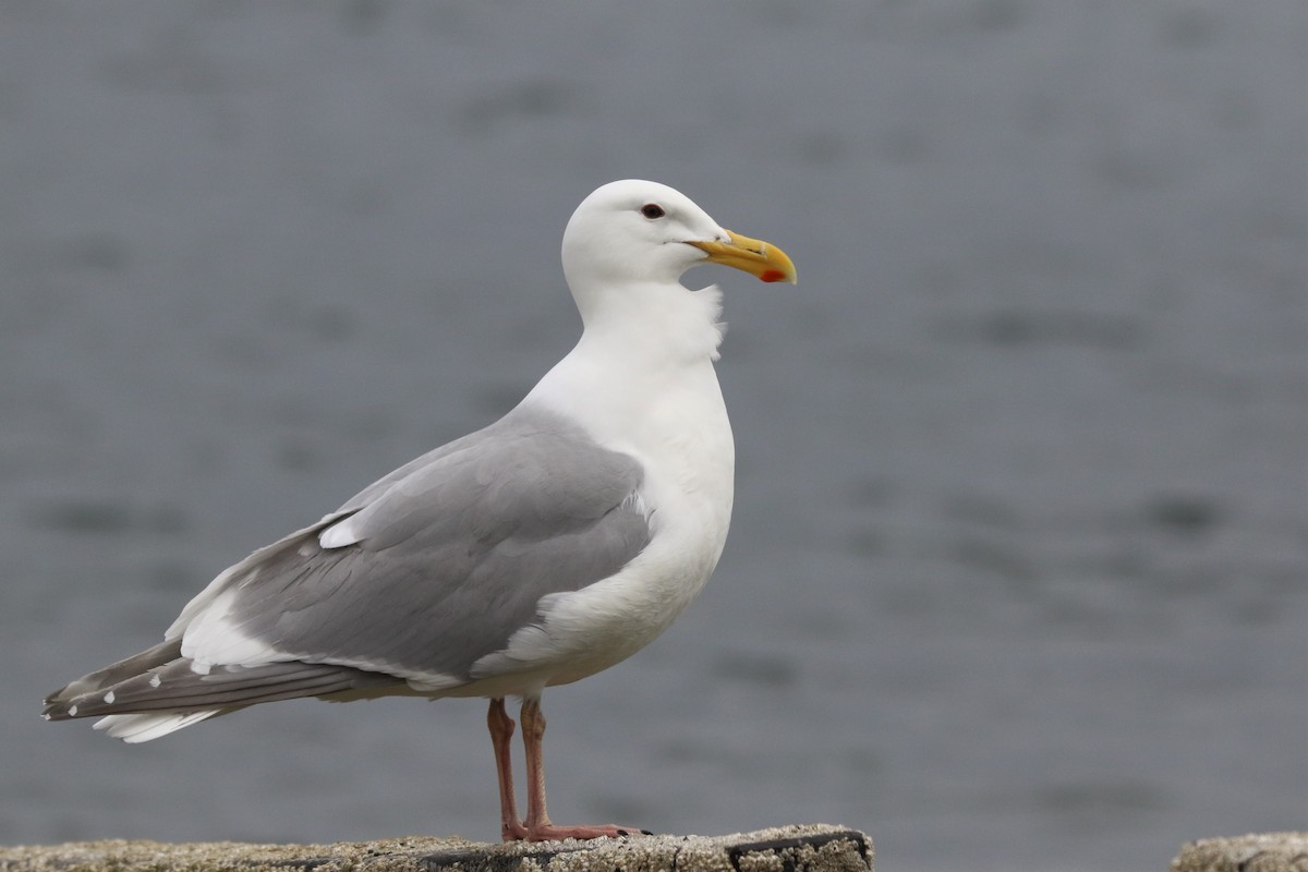 Beringmöwe - ML445938281