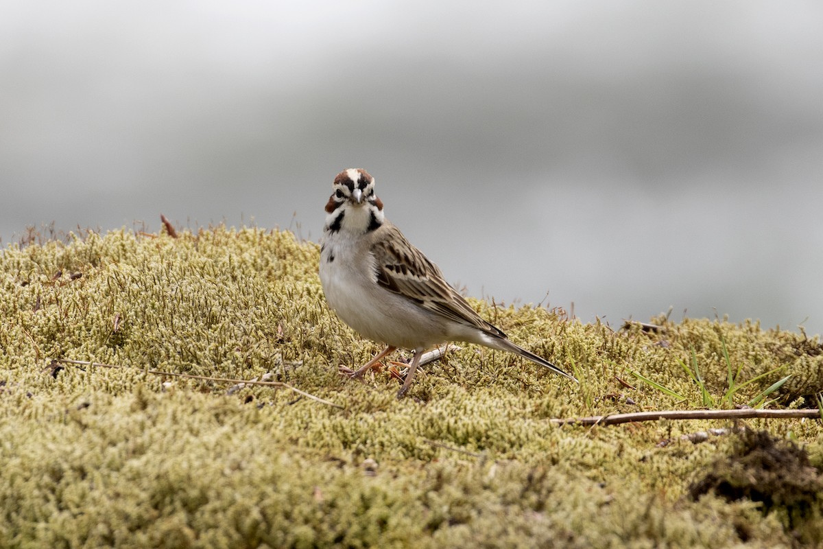 Lark Sparrow - ML445938731