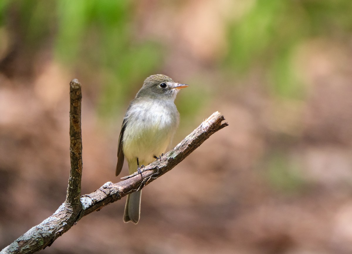 Least Flycatcher - ML445939551