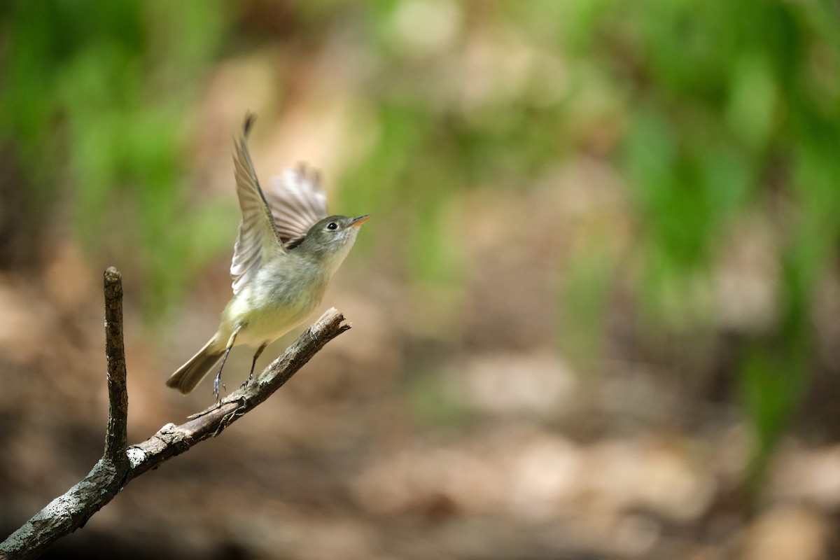 Least Flycatcher - ML445939851