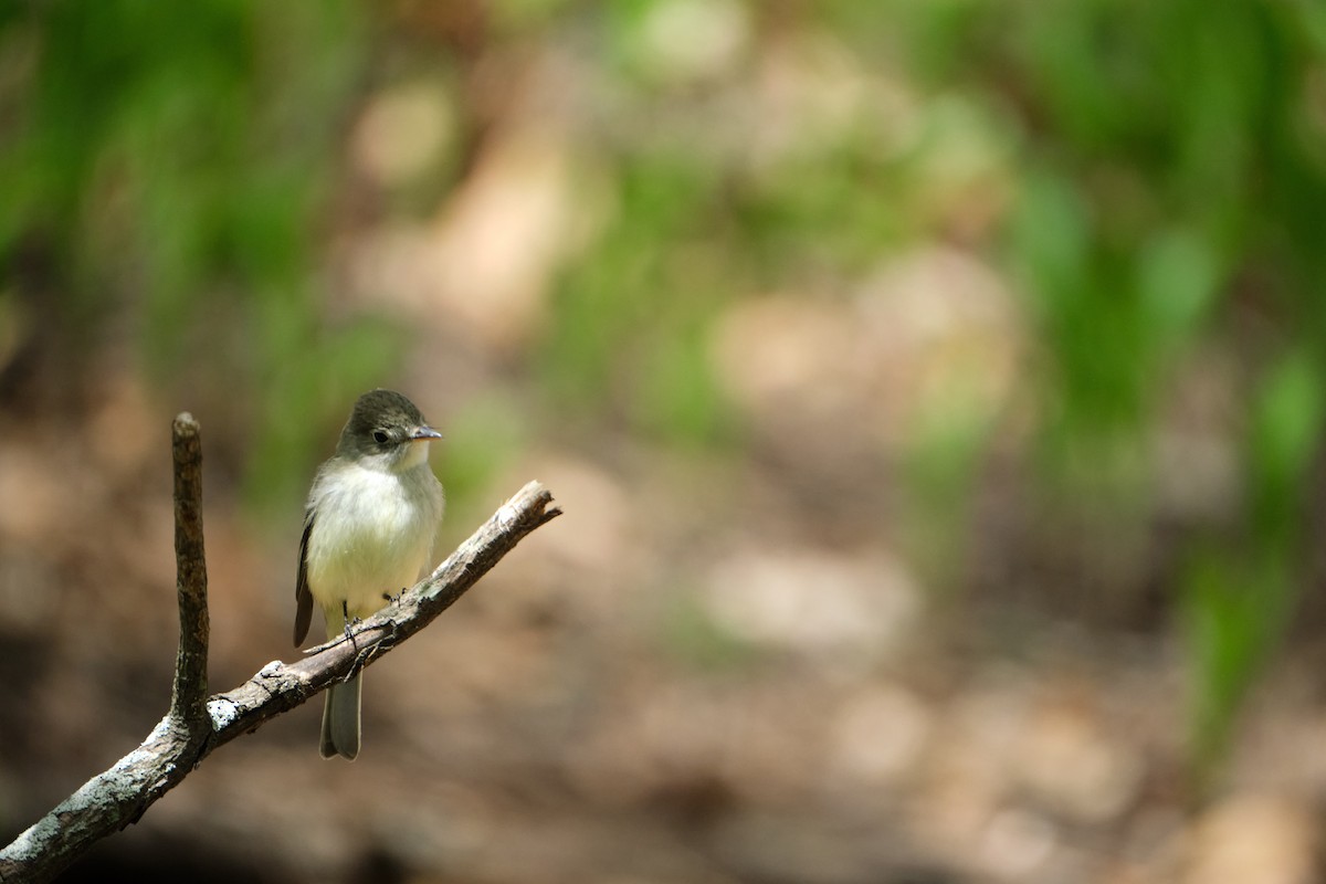 Least Flycatcher - ML445939871