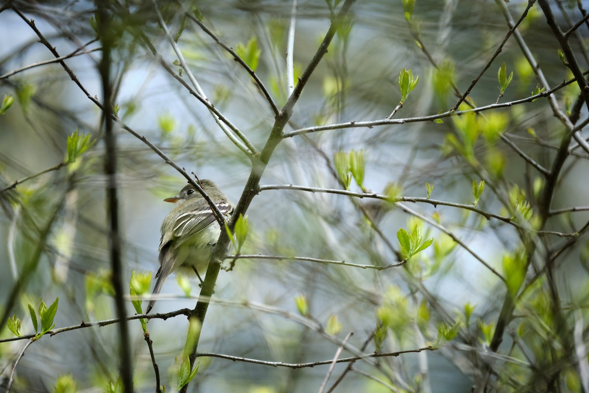 Least Flycatcher - ML445939881