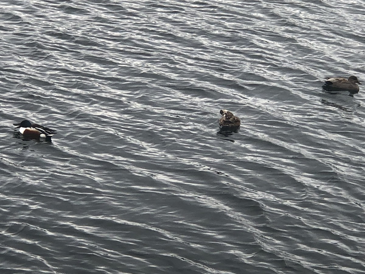 Northern Shoveler - ML445940191