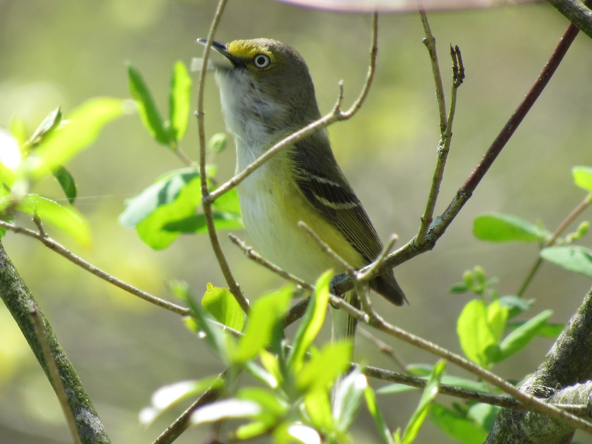 Ak Gözlü Vireo - ML445942041