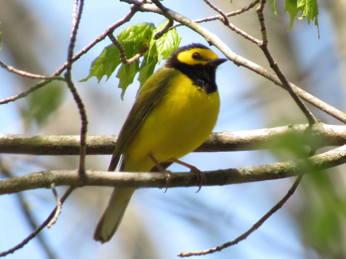 Hooded Warbler - ML445942441