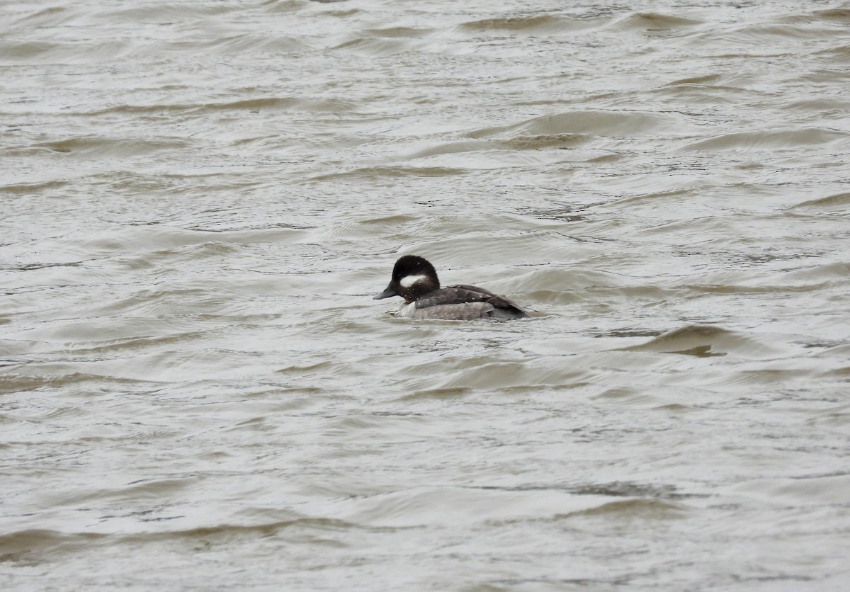 Bufflehead - ML445942781