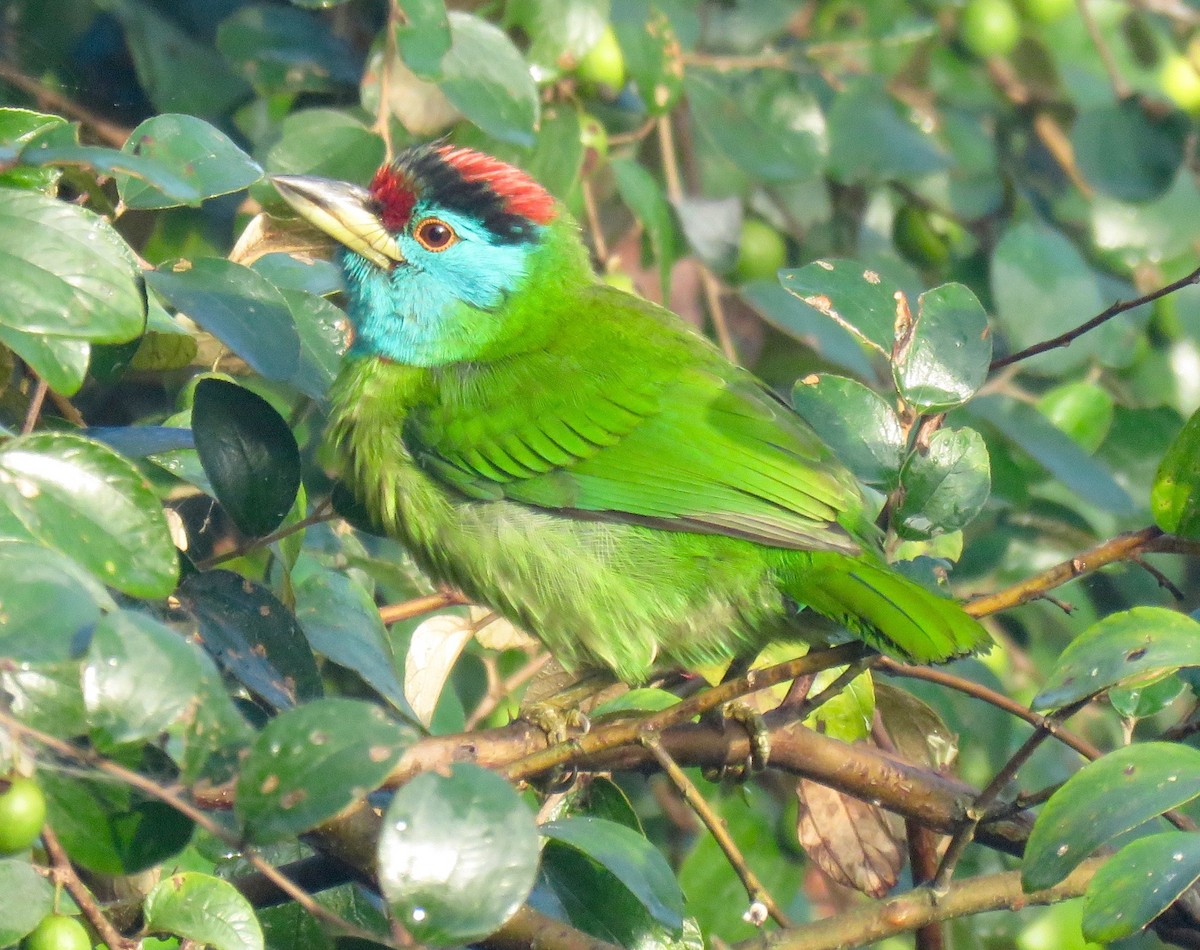 Blue-throated Barbet - Mich Coker