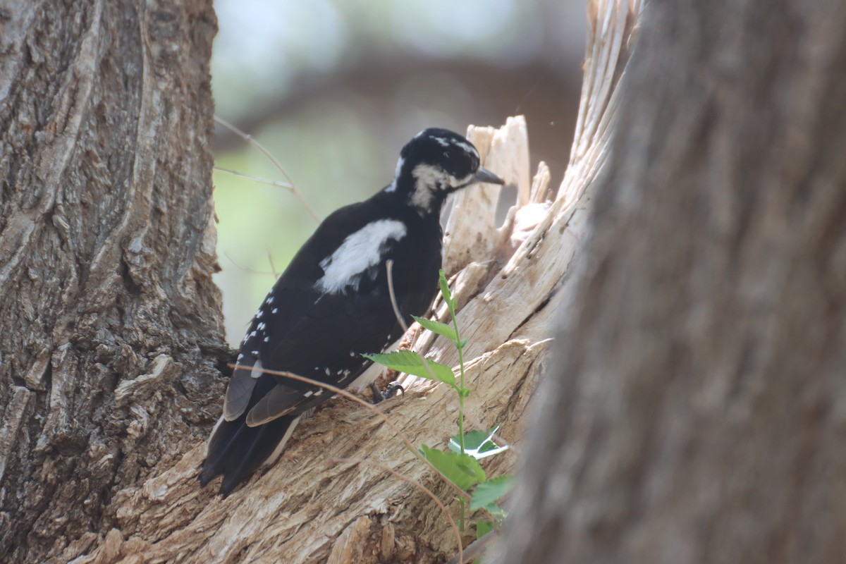 Hairy Woodpecker (Rocky Mts.) - Kathy Mihm Dunning