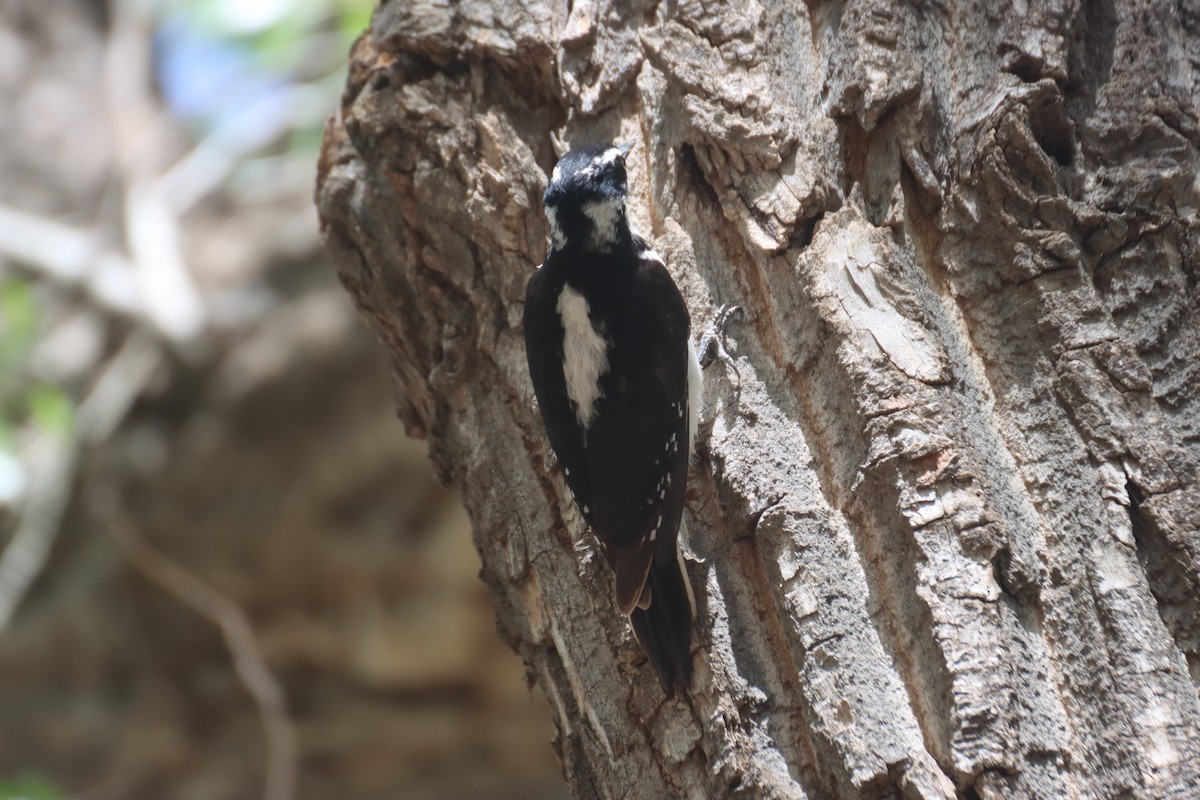 Hairy Woodpecker (Rocky Mts.) - Kathy Mihm Dunning