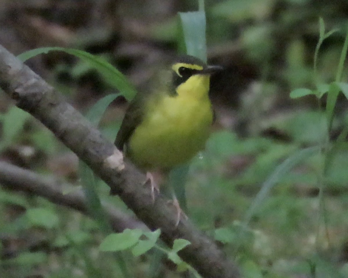 Kentucky Warbler - ML445947411