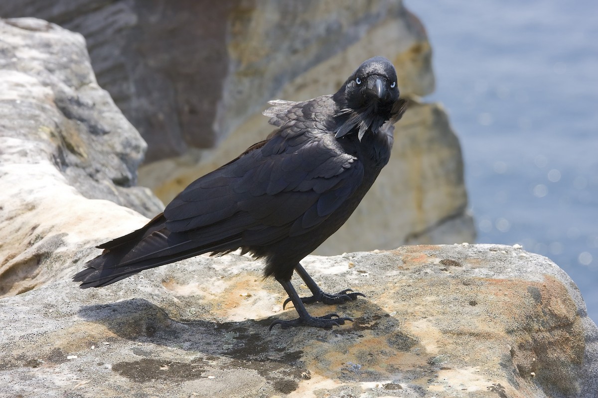 Australian Raven - ML445947451