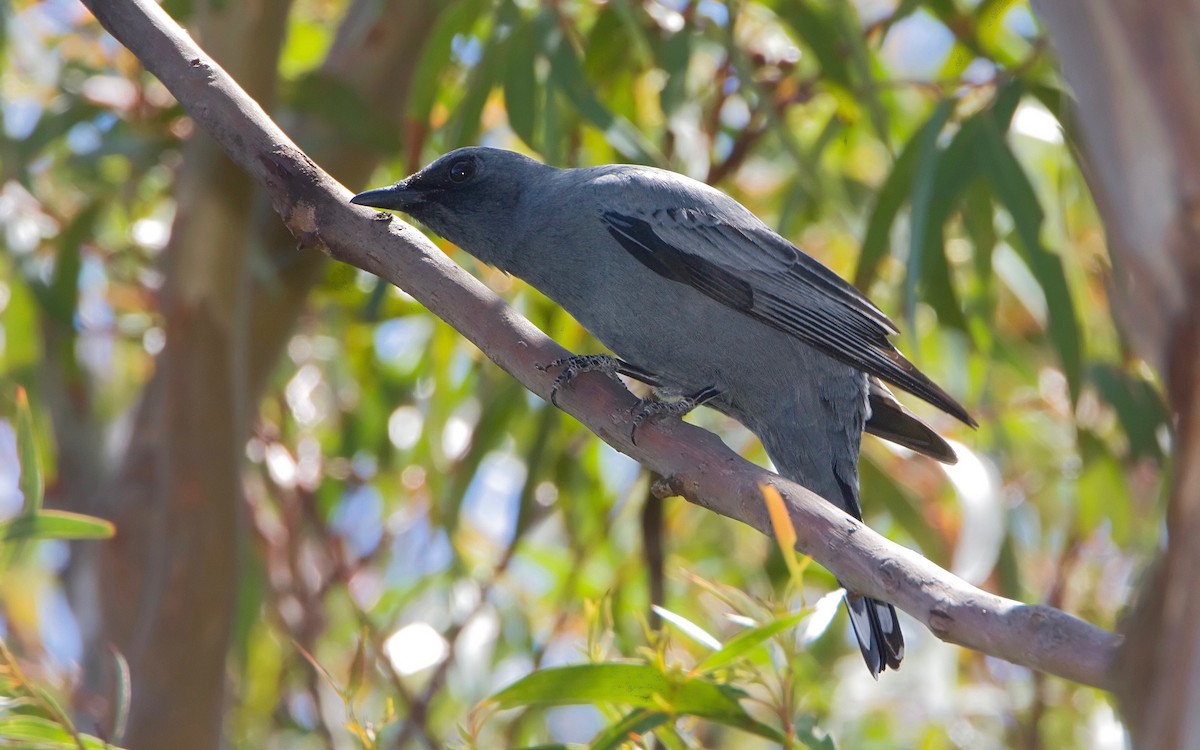 Sahul Cicadabird - ML445947501