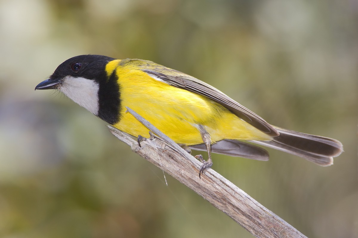 Golden Whistler (Eastern) - ML445947511