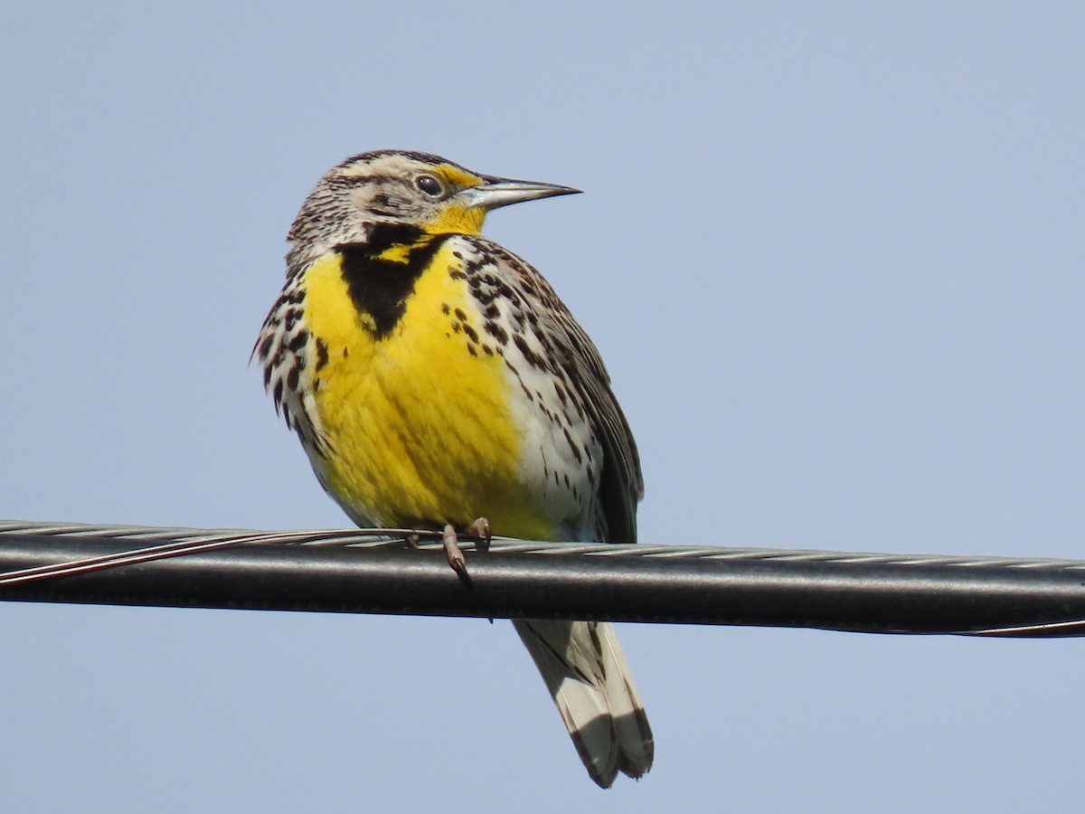 Western Meadowlark - ML445947931