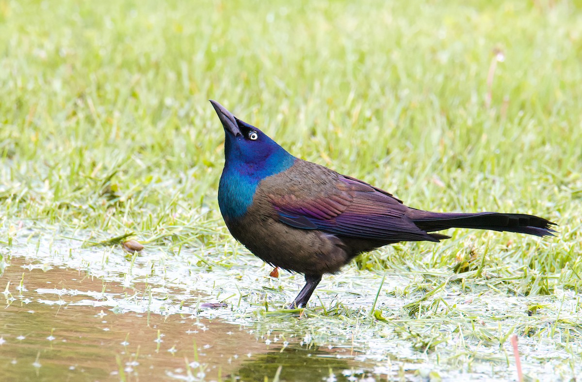Common Grackle - ML445948361
