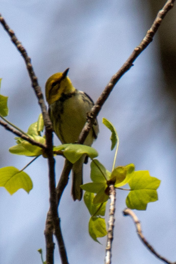 Black-throated Green Warbler - ML445948981