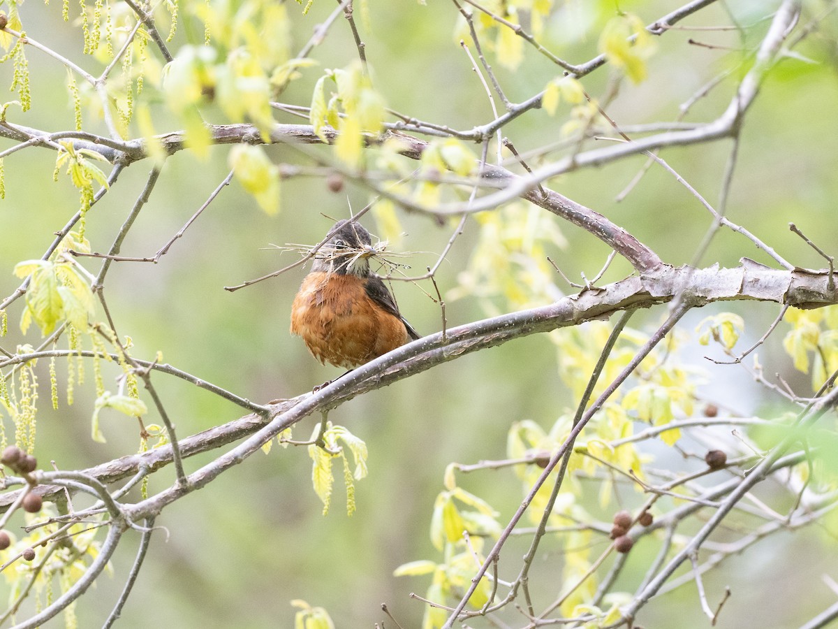 American Robin - ML445948991