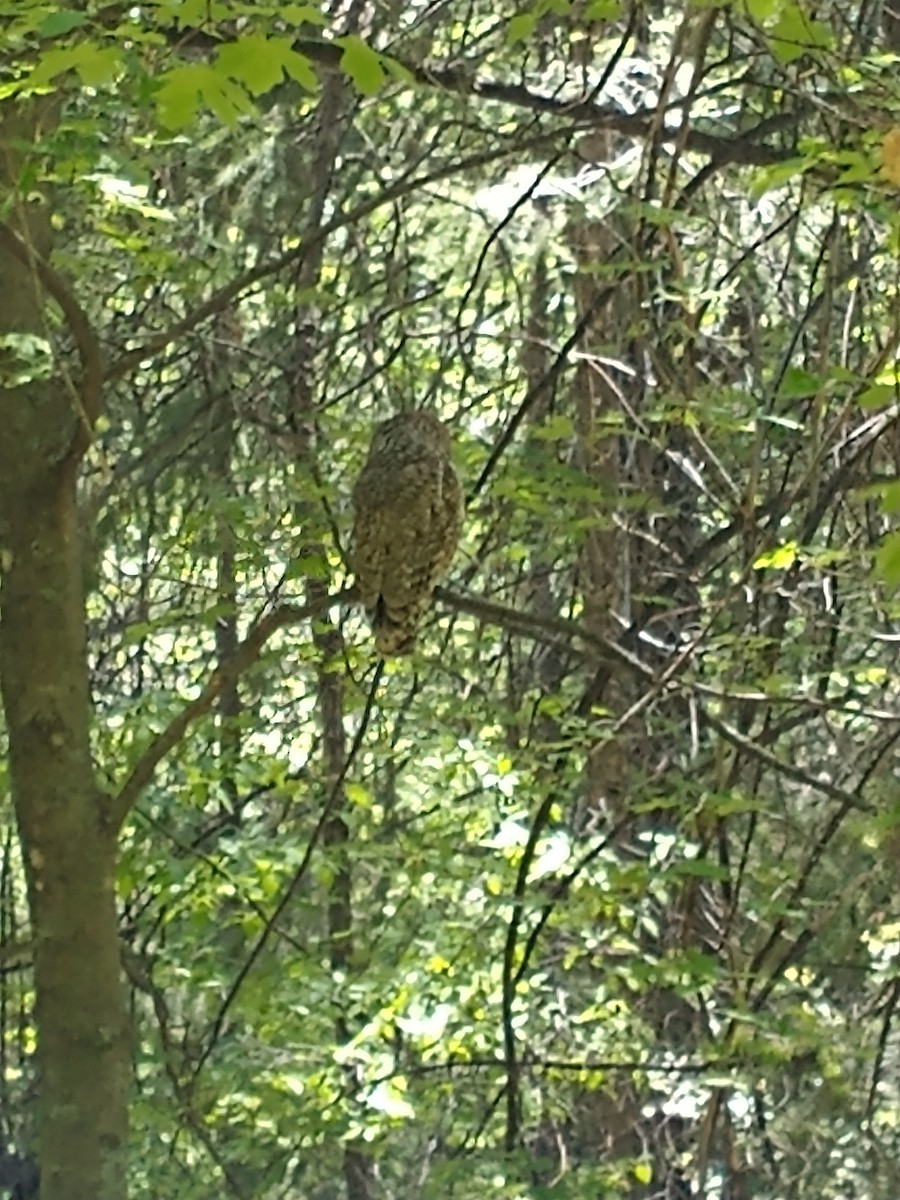 Spotted Owl - ML445949171