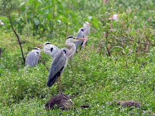 Adult - Gray Heron