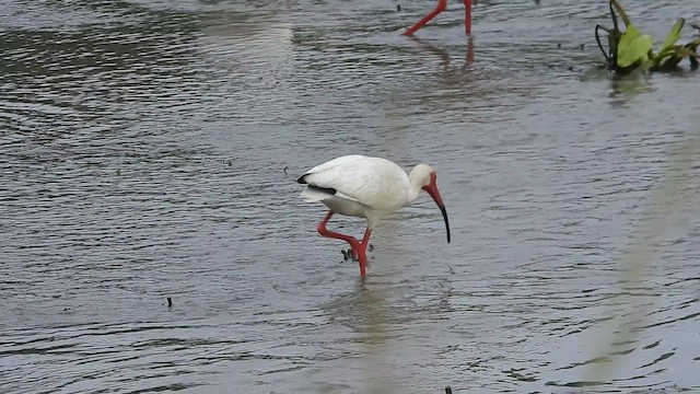 White Ibis - ML445949691