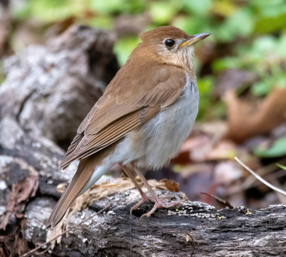 Veery - ML445951271