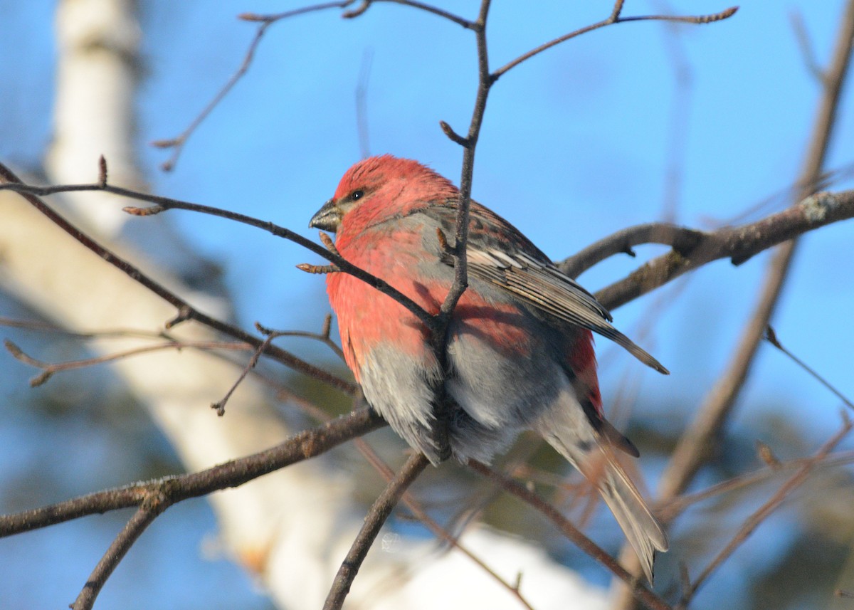 Pine Grosbeak - ML44595221