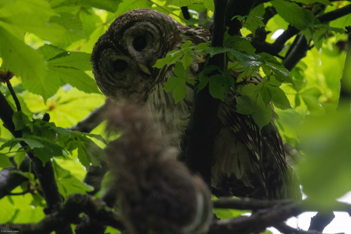 Barred Owl - ML445953231