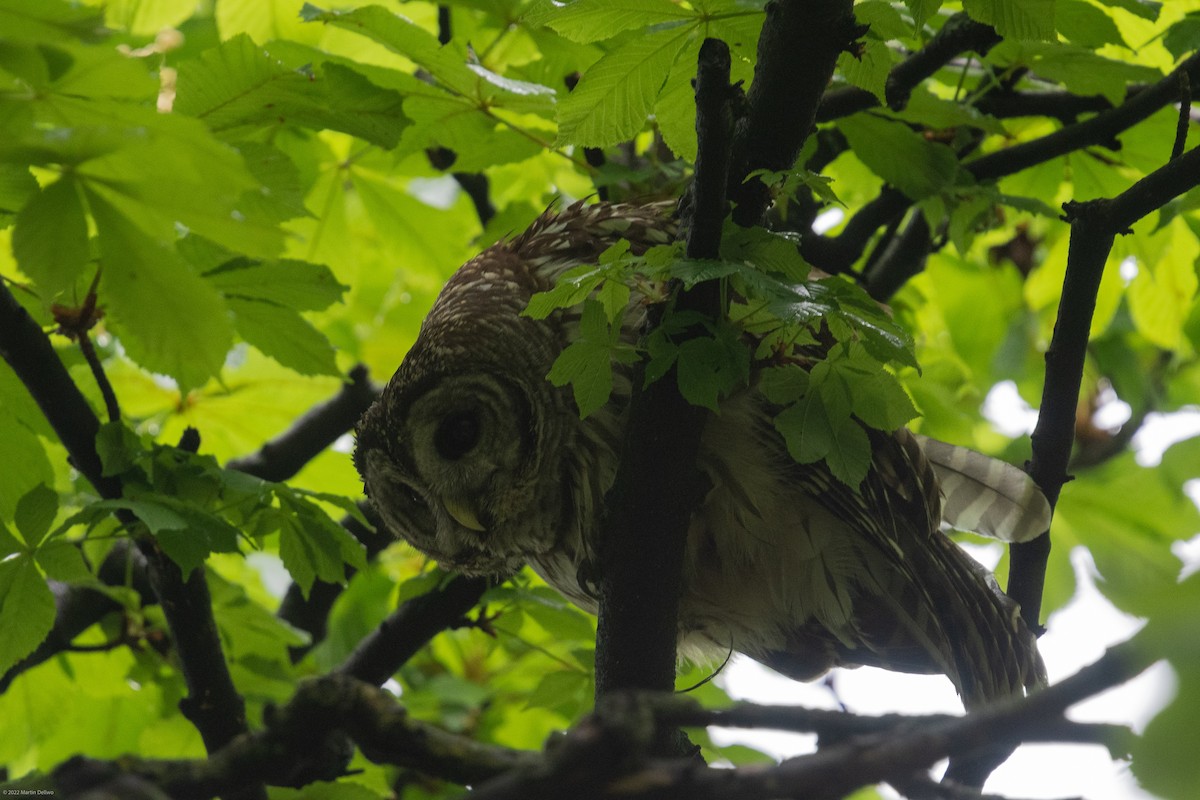 Barred Owl - ML445953251