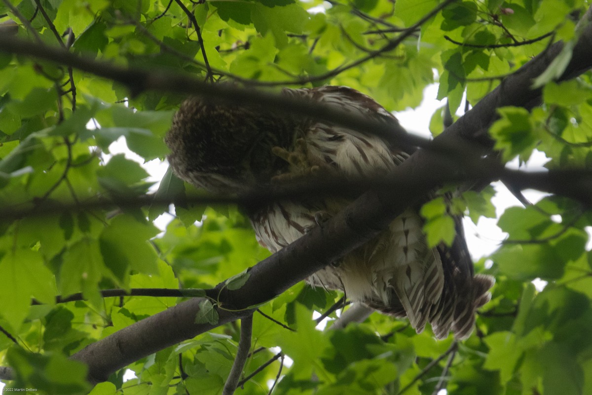 Barred Owl - ML445953271