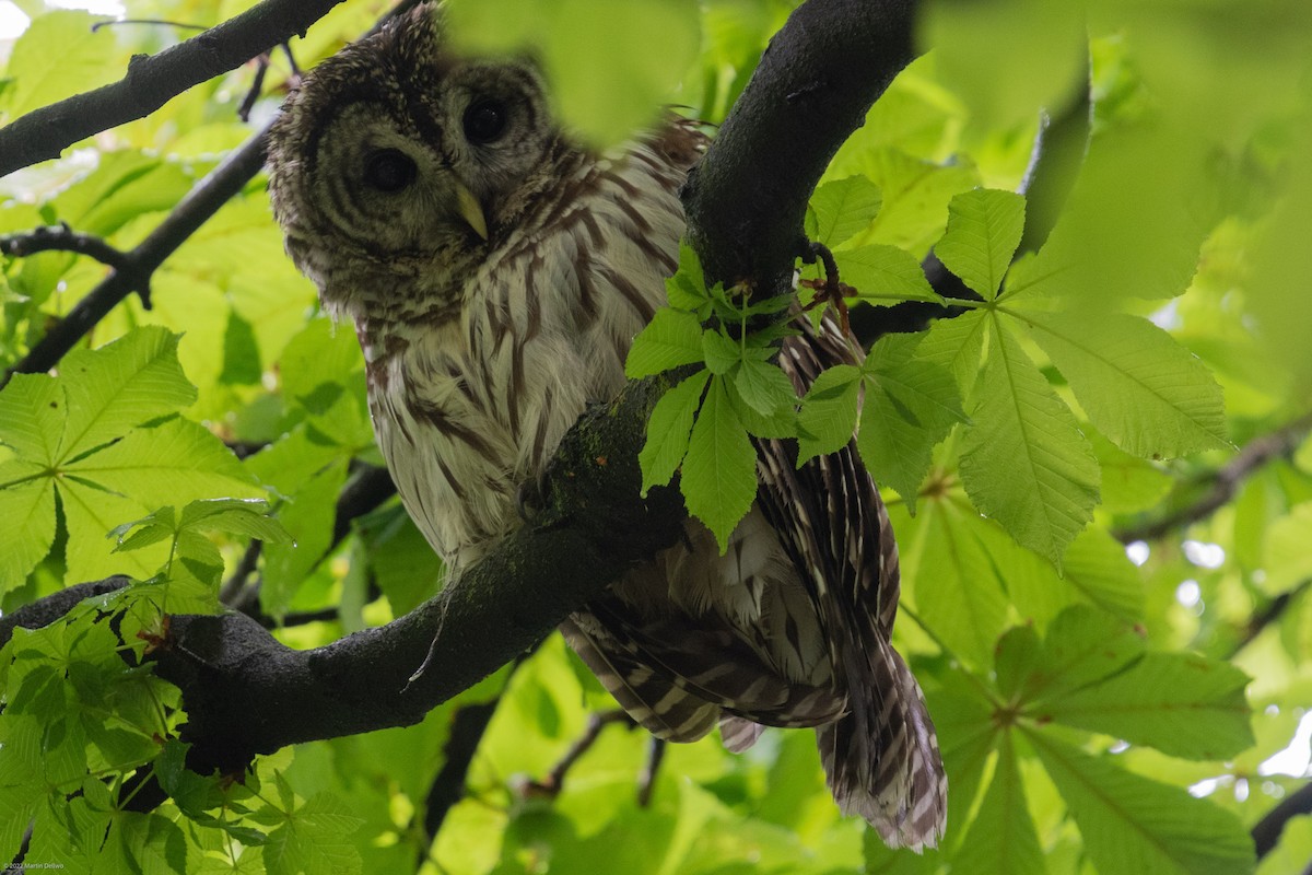 Barred Owl - ML445953351