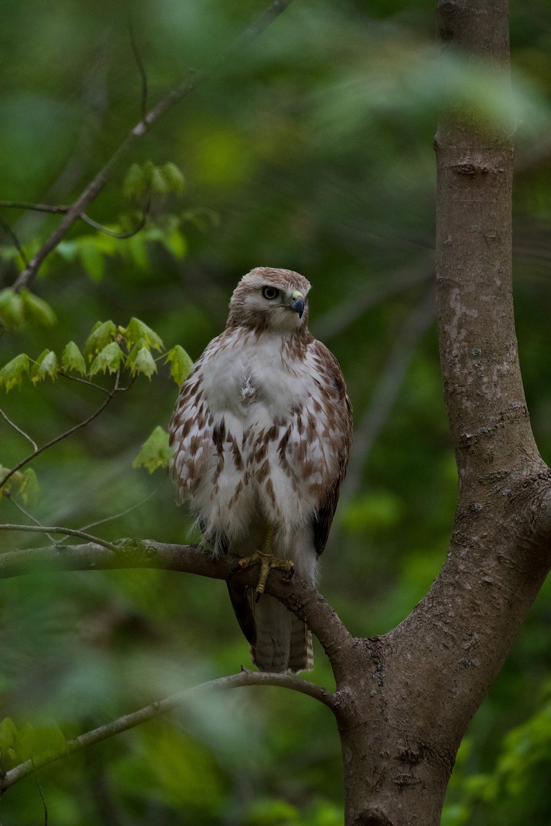 Канюк неоарктичний - ML445954391
