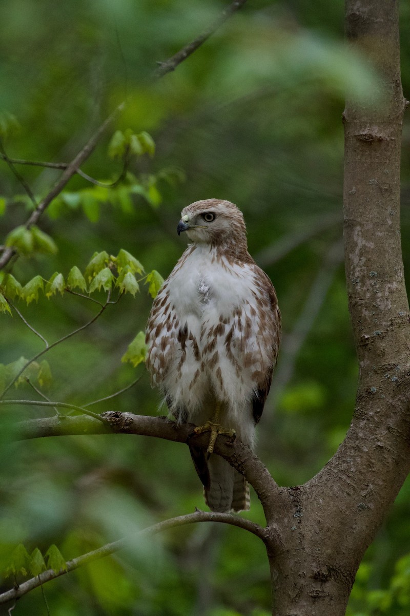 Канюк неоарктичний - ML445954431
