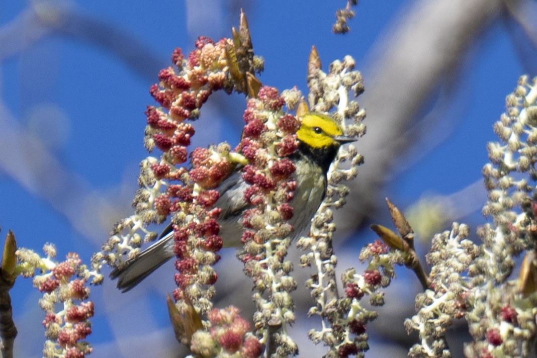 Black-throated Green Warbler - ML445956251