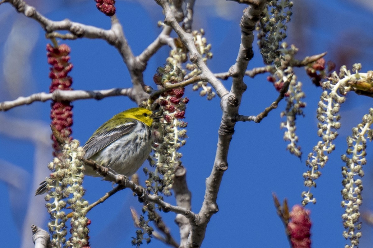 Black-throated Green Warbler - ML445956261