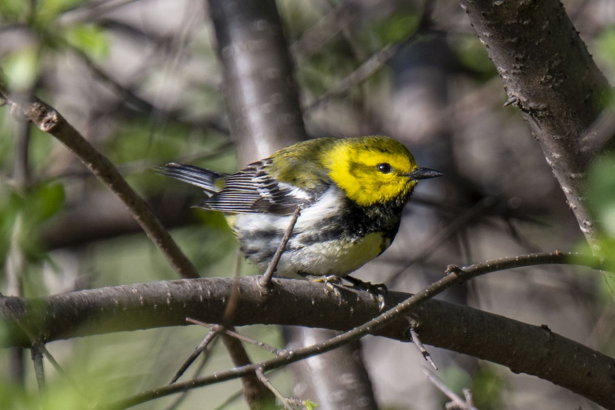 Black-throated Green Warbler - ML445956601