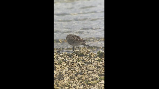 White-rumped Sandpiper - ML445957921