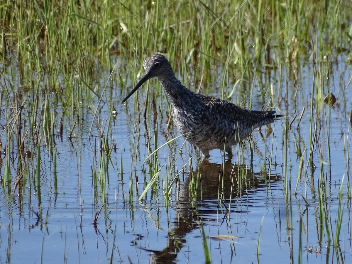 Greater Yellowlegs - ML445958401