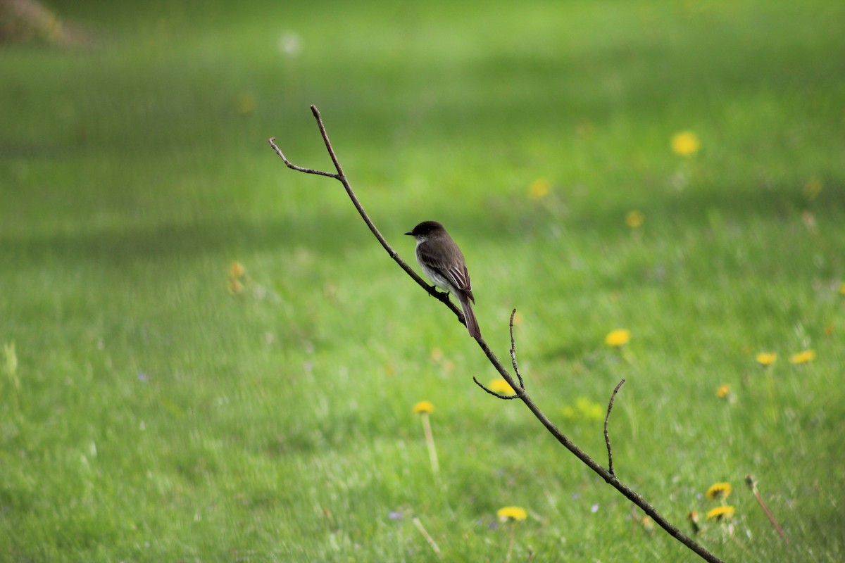 Eastern Phoebe - Brady Higginbotham