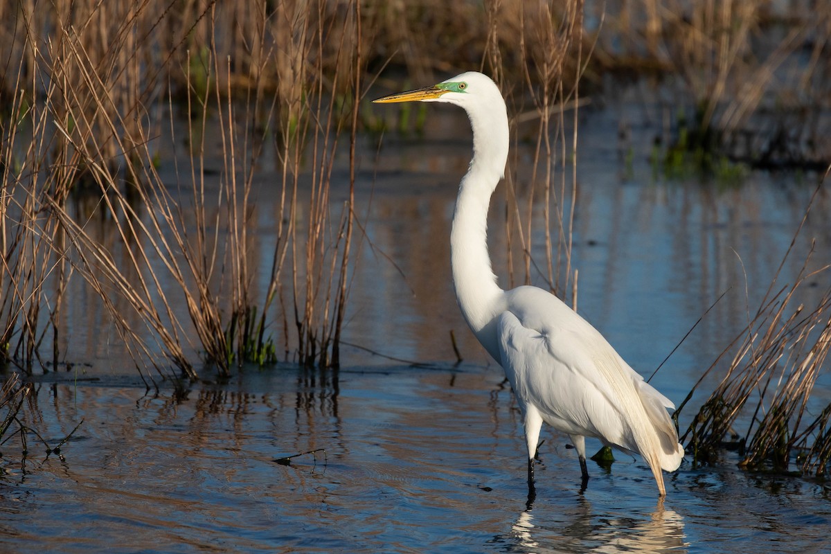 Great Egret - Alex Lamoreaux