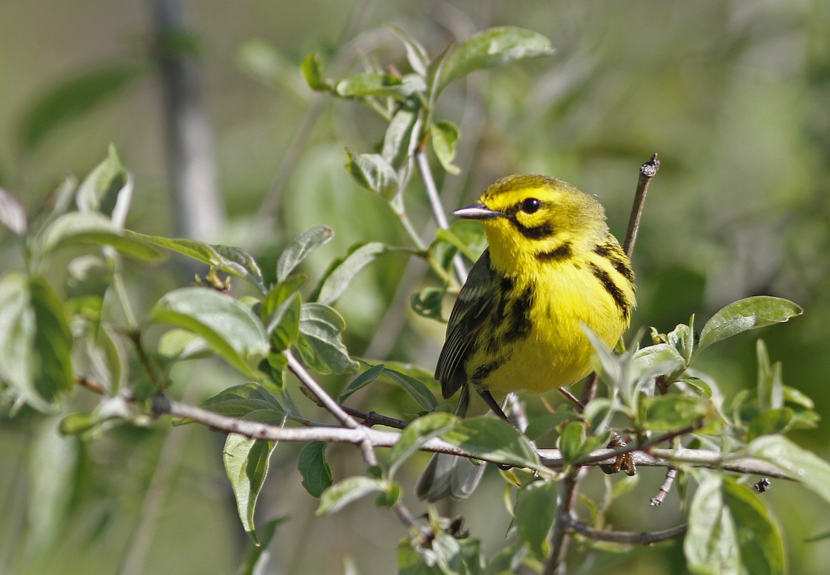 Prairie Warbler - ML445959121