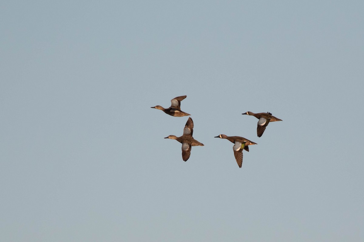 Blue-winged Teal - ML445960001