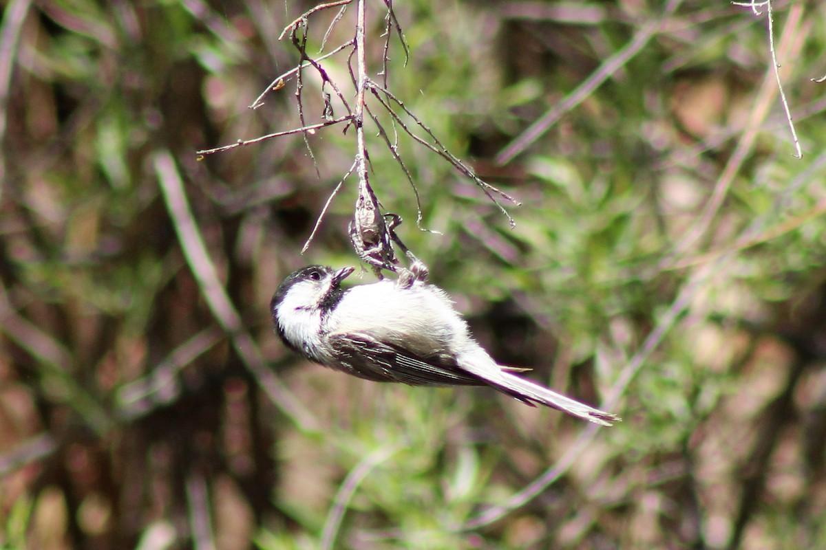 Black-capped/Mountain Chickadee - ML445960091