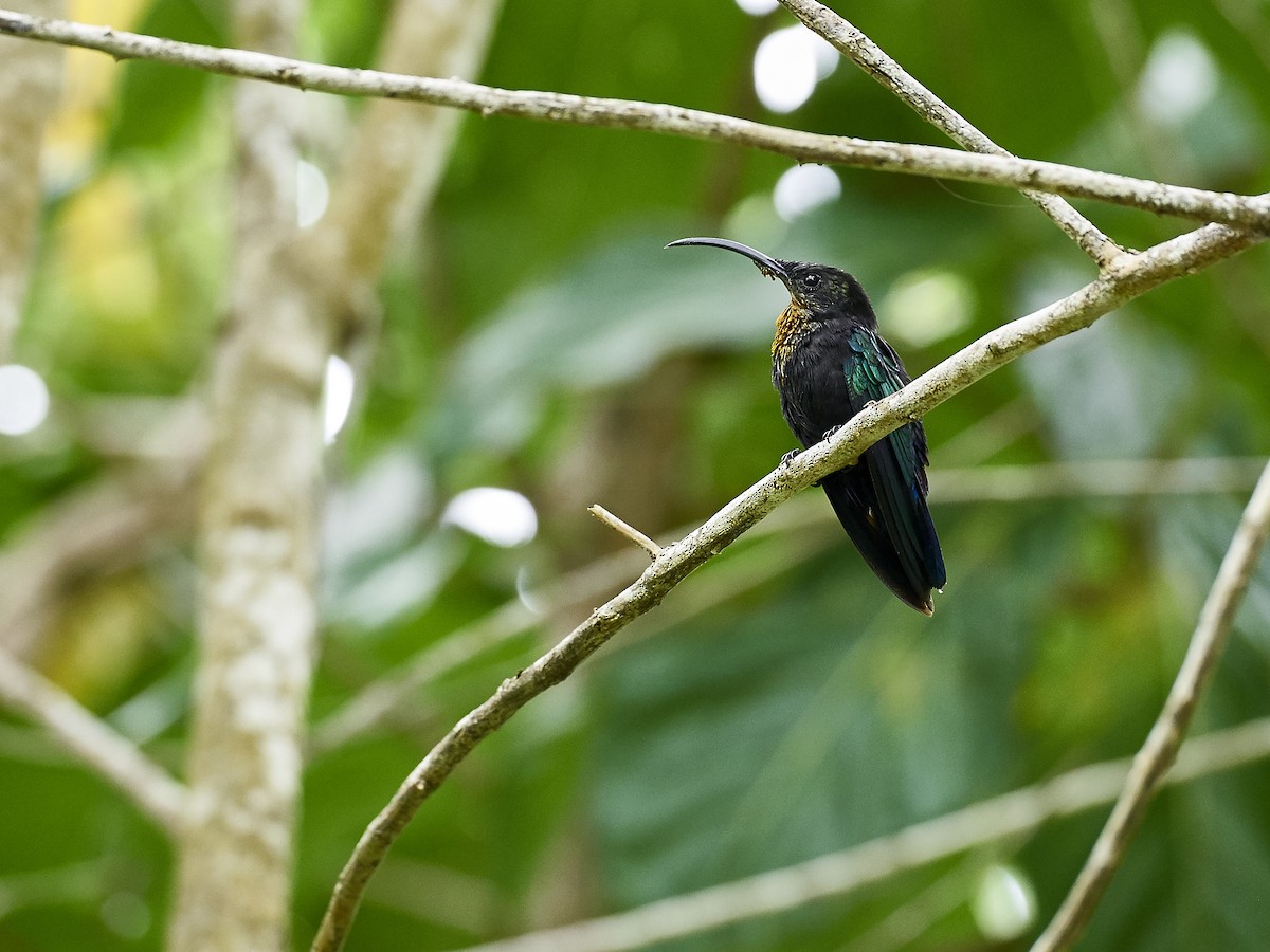 Purple-throated Carib - ML445960631