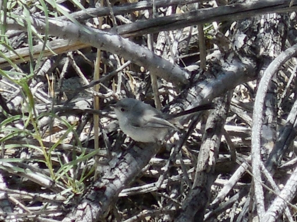 Black-tailed Gnatcatcher - ML445960831