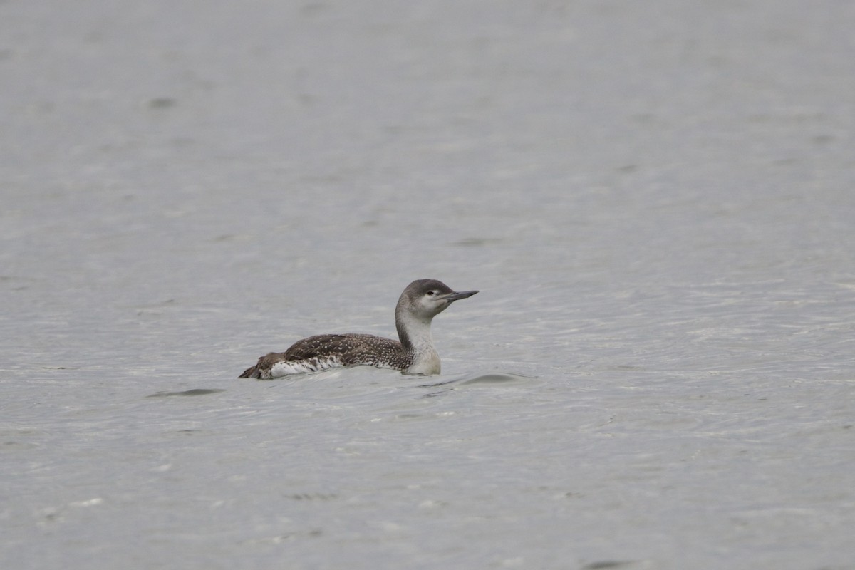 Red-throated Loon - ML445960961