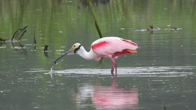 Roseate Spoonbill - ML445961481