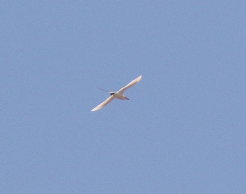 Red-tailed Tropicbird - ML445962761