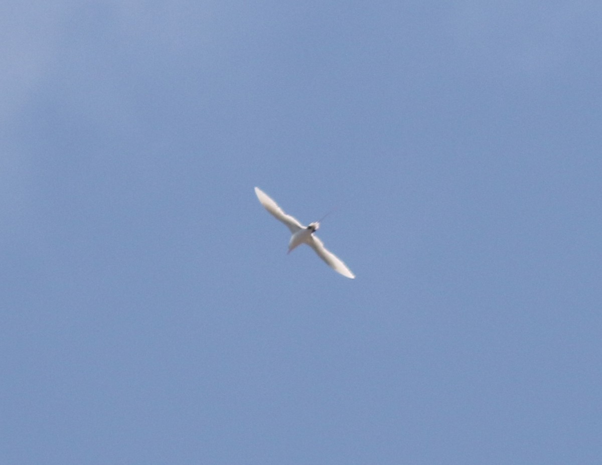 Red-tailed Tropicbird - ML445962841