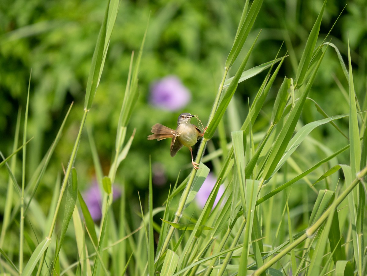 Yellow-bellied Prinia - ML445963381